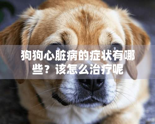 狗狗心脏病的症状有哪些？该怎么治疗呢