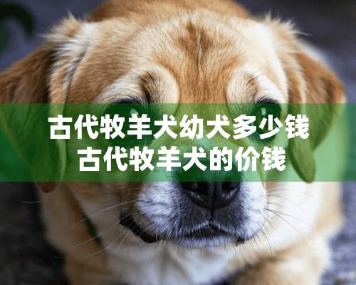 古代牧羊犬幼犬多少钱 古代牧羊犬的价钱