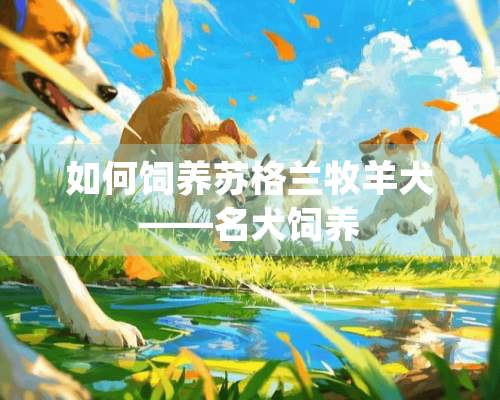 如何饲养苏格兰牧羊犬——名犬饲养