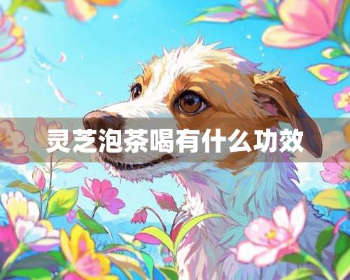 灵芝泡茶喝有什么功效