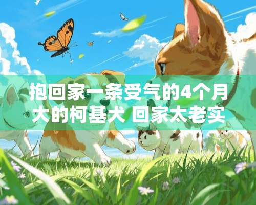 抱回家一条受气的4个月大的柯基犬 回家太老实了也不叫怎么办