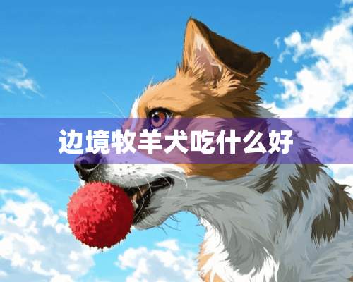 边境牧羊犬吃什么好