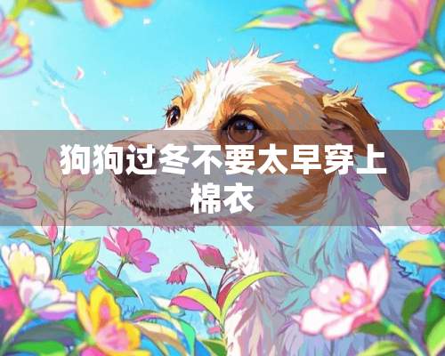 狗狗过冬不要太早穿上棉衣