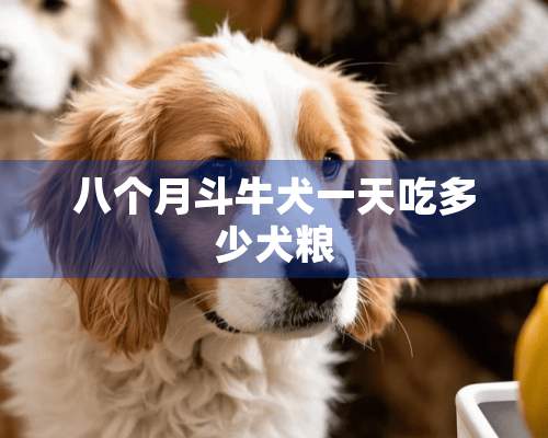 八个月斗牛犬一天吃多少犬粮