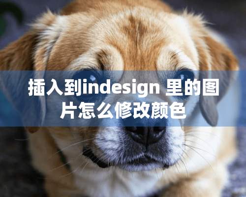 插入到indesign 里的图片怎么修改颜色