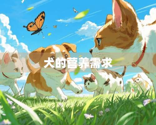 犬的营养需求