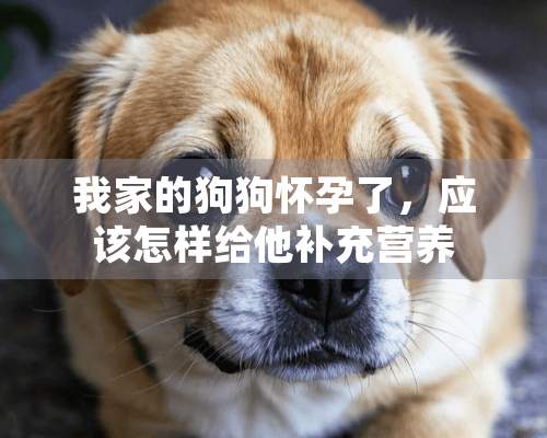 我家的狗狗怀孕了，应该怎样给他补充营养