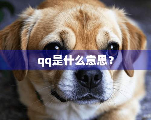 qq是什么意思？