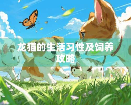 龙猫的生活习性及饲养攻略