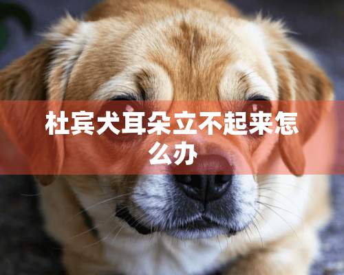 杜宾犬耳朵立不起来怎么办