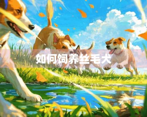 如何饲养丝毛犬