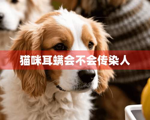 猫咪耳螨会不会传染人