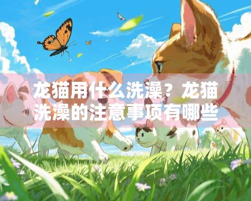 龙猫用什么洗澡？龙猫洗澡的注意事项有哪些？