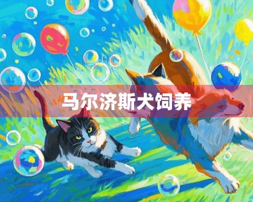 马尔济斯犬饲养