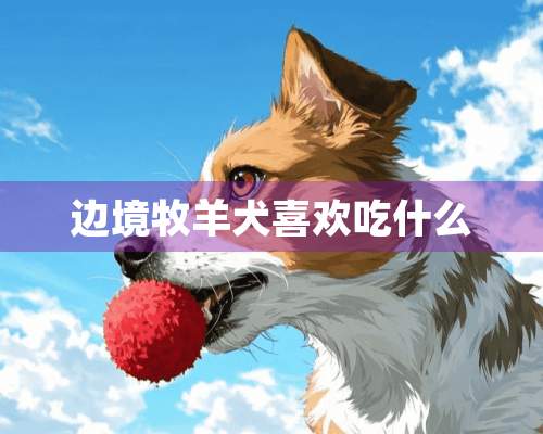 边境牧羊犬喜欢吃什么