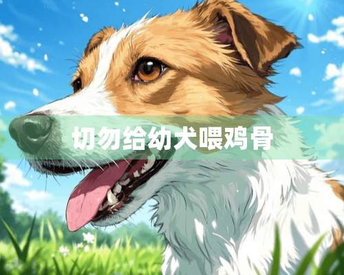 切勿给幼犬喂鸡骨