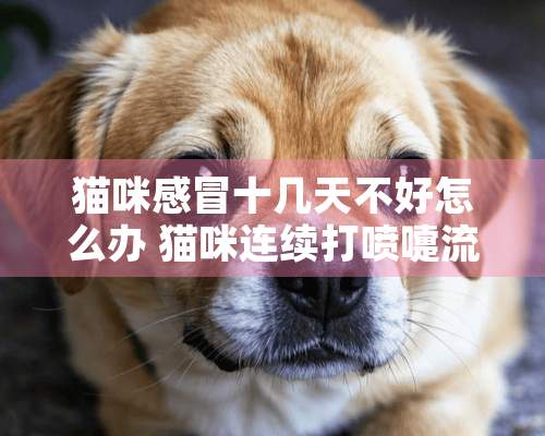 猫咪感冒十几天不好怎么办 猫咪连续打喷嚏流鼻