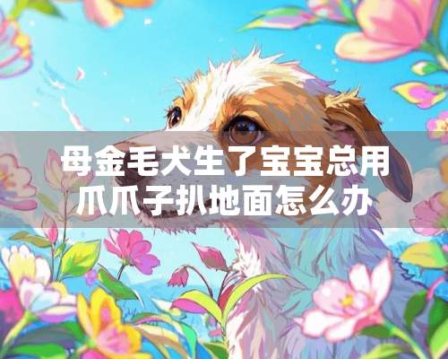 母金毛犬生了宝宝总用爪爪子扒地面怎么办