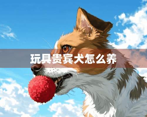 玩具贵宾犬怎么养