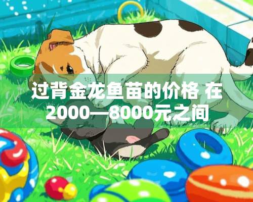 过背金龙鱼苗的价格 在2000—8000元之间