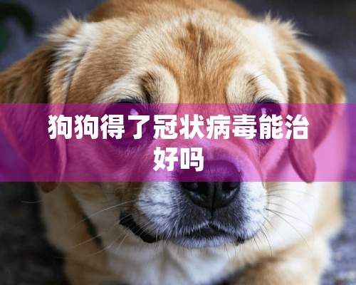 狗狗得了冠状**能治好吗