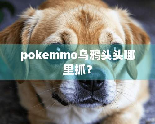 pokemmo乌鸦头头哪里抓？