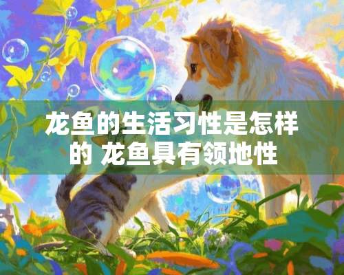 龙鱼的生活习性是怎样的 龙鱼具有领地性