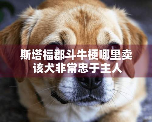 斯塔福郡斗牛梗哪里卖 该犬非常忠于主人