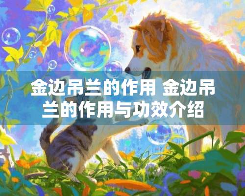 金边吊兰的作用 金边吊兰的作用与功效介绍