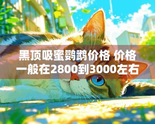 黑顶吸蜜鹦鹉价格 价格一般在2800到3000左右