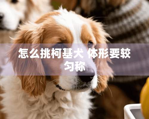 怎么挑柯基犬 体形要较匀称