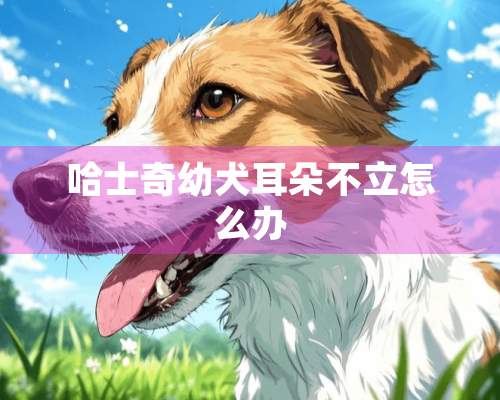 哈士奇幼犬耳朵不立怎么办