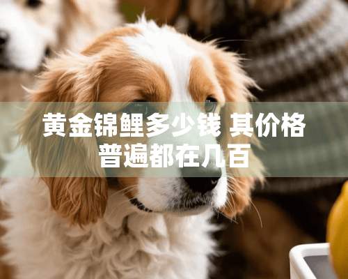 黄金锦鲤多少钱 其价格普遍都在几百