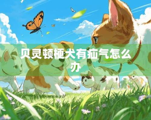 贝灵顿梗犬有疝气怎么办