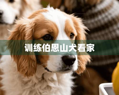 训练伯恩山犬看家