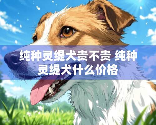 纯种灵缇犬贵不贵 纯种灵缇犬什么价格