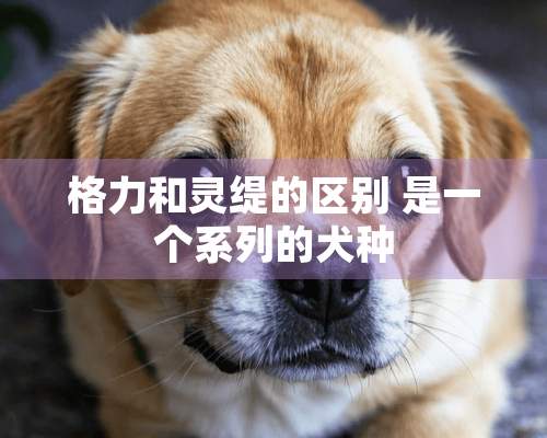 格力和灵缇的区别 是一个系列的犬种