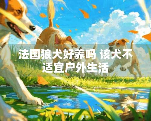 法国狼犬好养吗 该犬不适宜户外生活