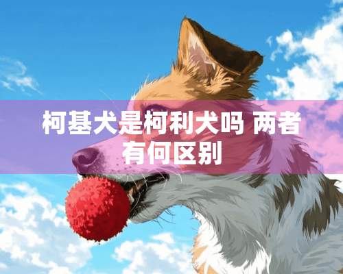 柯基犬是柯利犬吗 两者有何区别