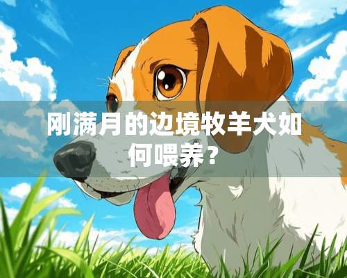 刚满月的边境牧羊犬如何喂养？