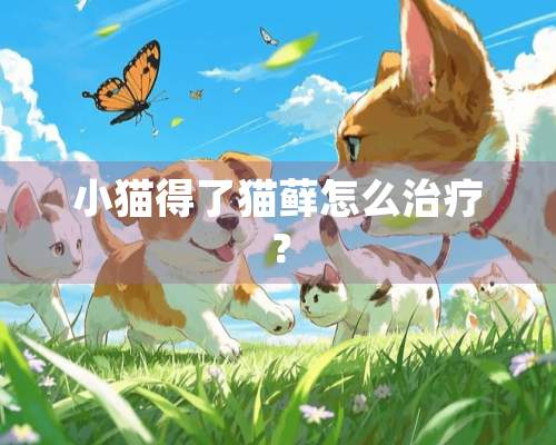 小猫得了猫藓怎么治疗？