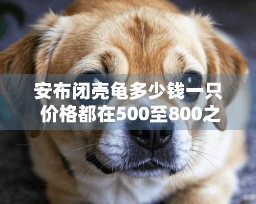 安布闭壳龟多少钱一只 价格都在500至800之间