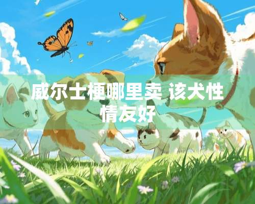 威尔士梗哪里卖 该犬性情友好