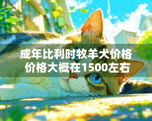 成年比利时牧羊犬价格 价格大概在1500左右