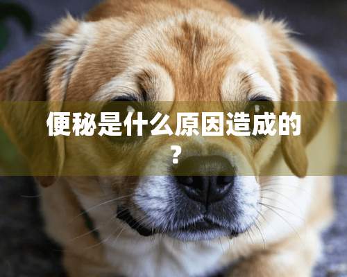 便秘是什么原因造成的？