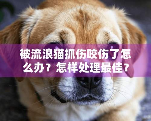 被流浪猫抓伤咬伤了怎么办？怎样处理最佳？