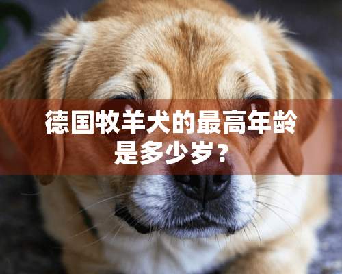 德国牧羊犬的最高年龄是多少岁？