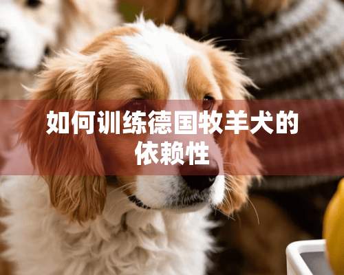 如何训练德国牧羊犬的依赖性