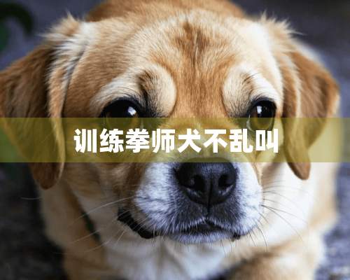 训练拳师犬不乱叫