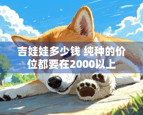 吉娃娃多少钱 纯种的价位都要在2000以上